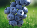 1 Live Plant Springhigh Blueberry Vaccinium corymbosum Starter Plug