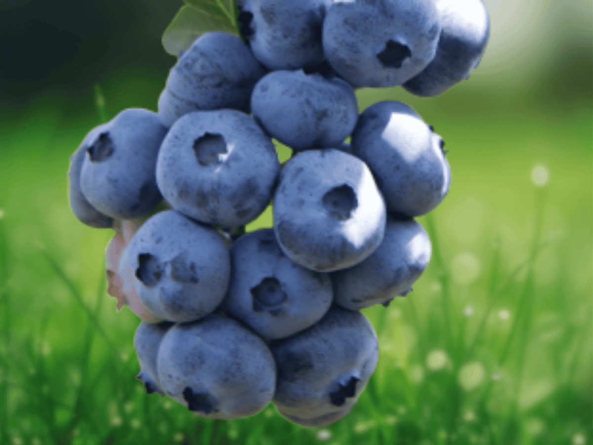 1 Live Plant Springhigh Blueberry Vaccinium corymbosum Starter Plug