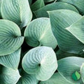 Hosta Plants 4 Roots Metallic Blue-Green Foliage Shade Garden Perennial Hosta Elegans (Hosta sieboldiana)