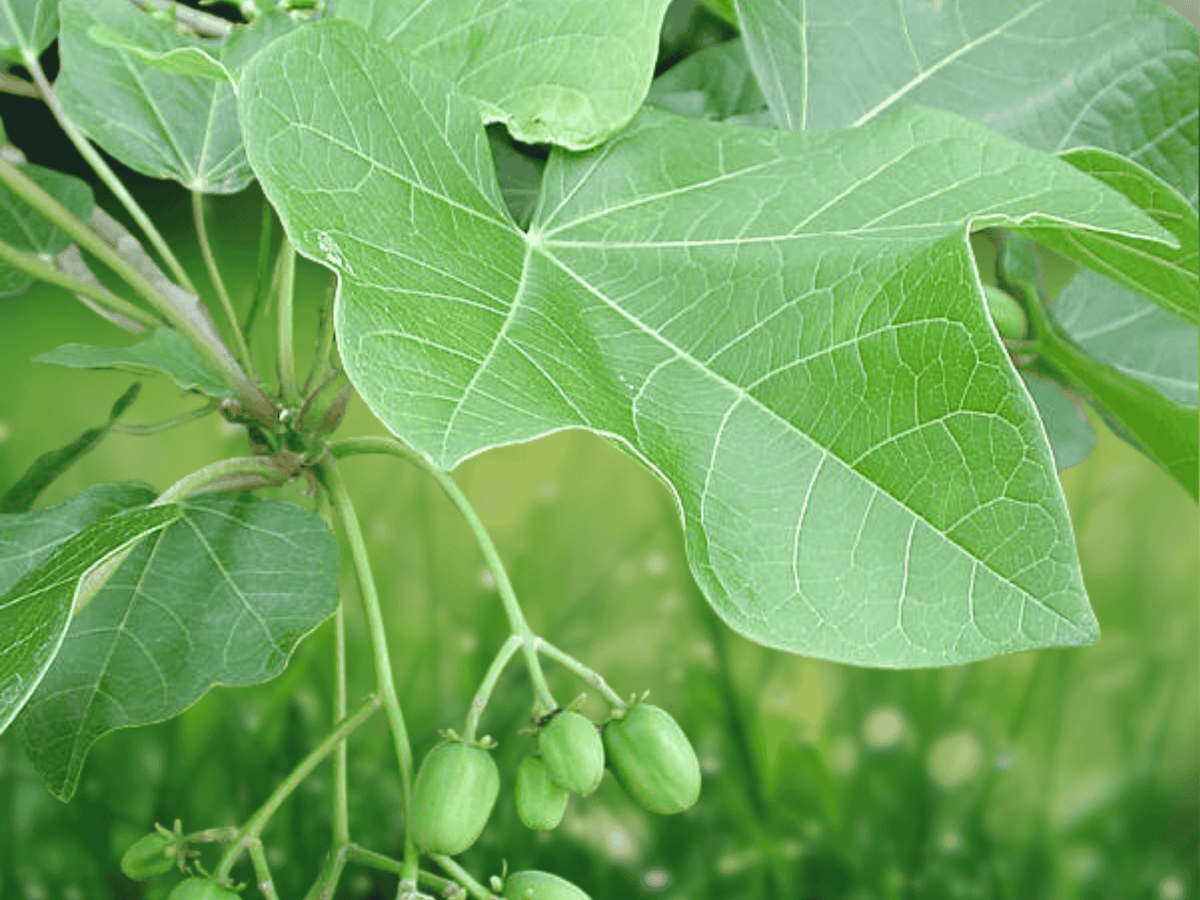 5 Seeds Jatropha curcas Physic Nut Tropical Ornamental Shrub