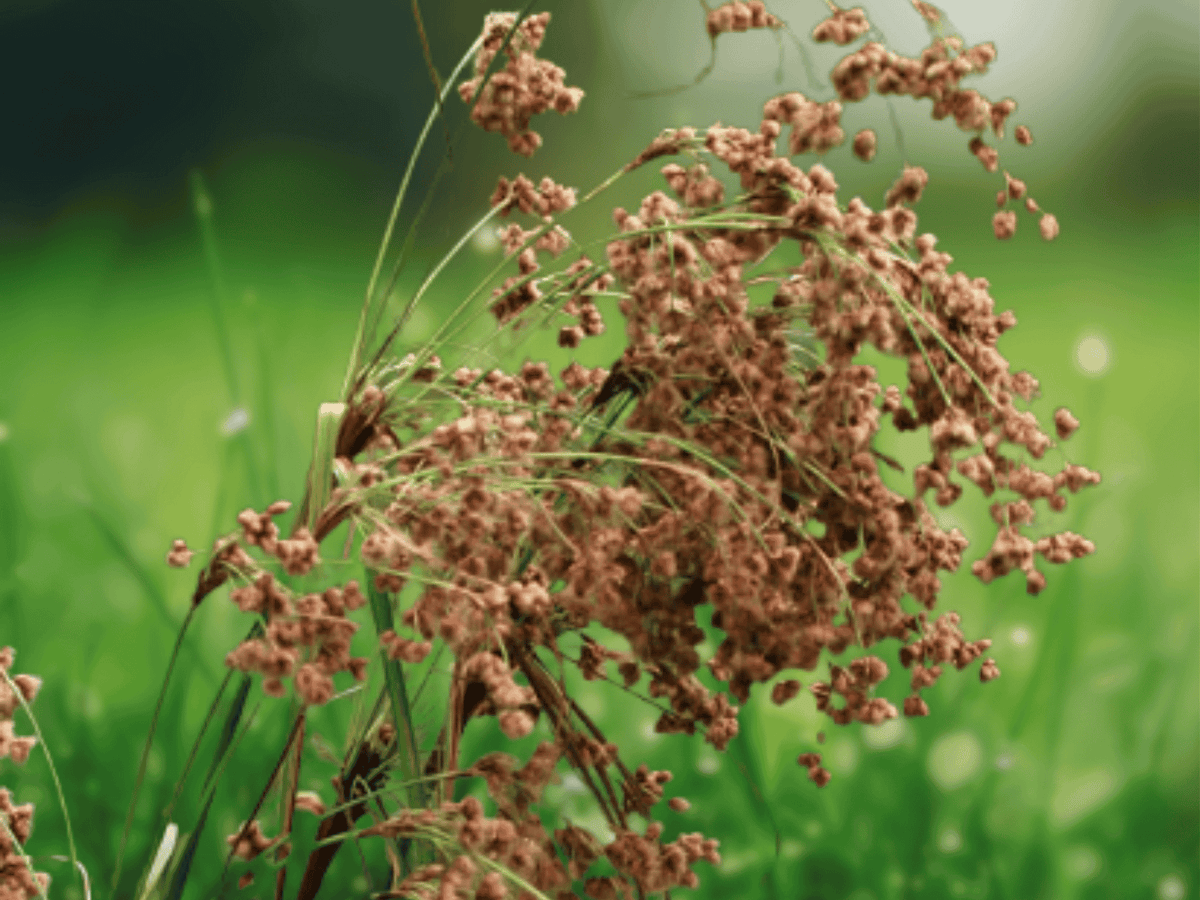 25 Seeds Scirpus cyperinus Woolgrass Native Wetland Grass