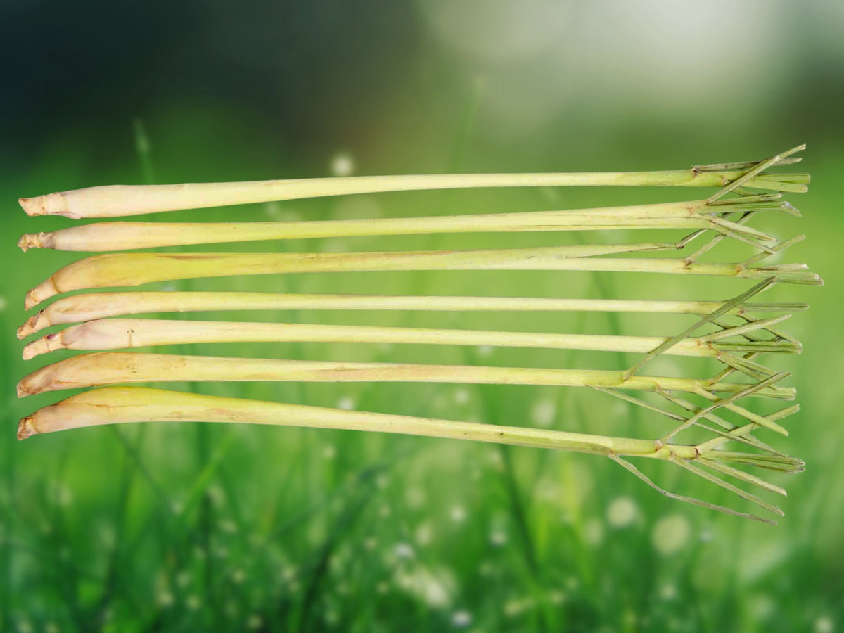 5 Live Plant Plugs Lemongrass Cymbopogon citratus Healthy Herb Starter for Garden Containers