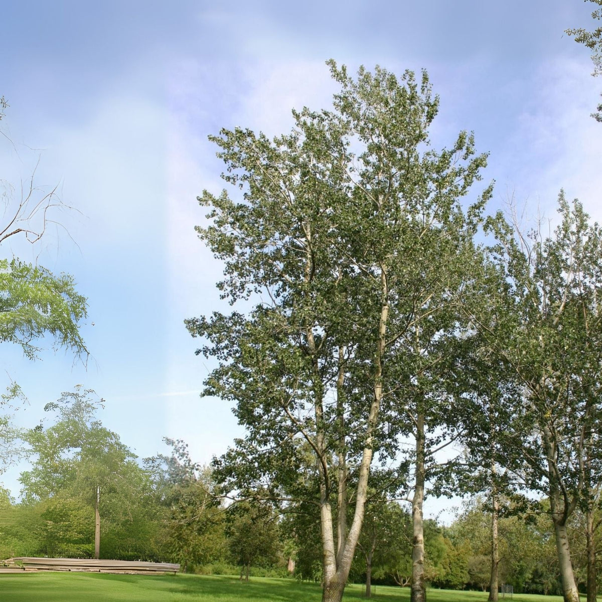 White Poplar Seeds - 30 Seeds - Fast Growing Tree - Stunning White Leaf - Populus alba
