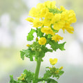 Brassica Dwarf Essex Forage Rape Seed 1 lb – Food Plots & Cover Crops, Brassica napus
