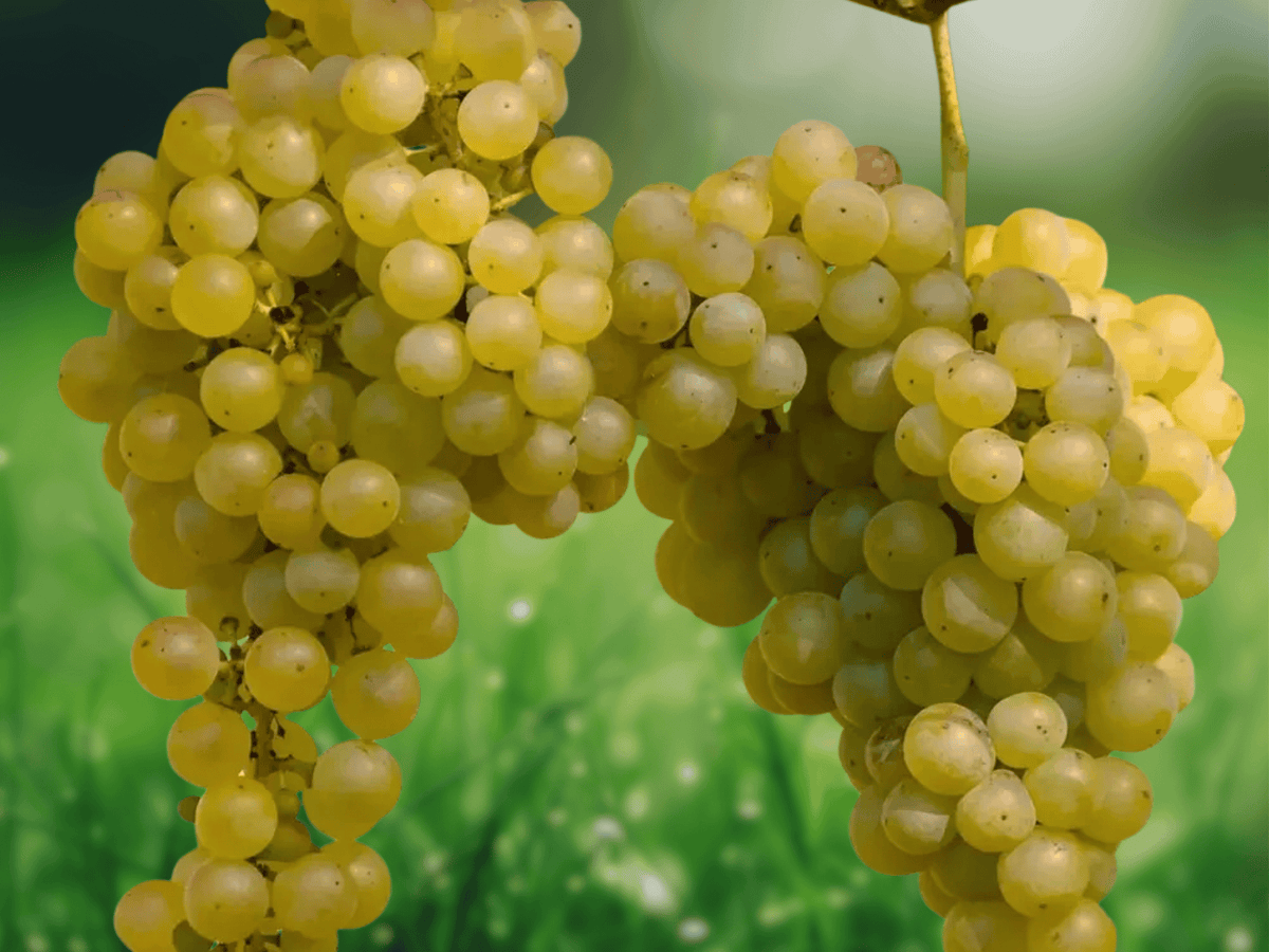 5 Seeds Riesling Wine Grape Vitis vinifera Fruit Vine