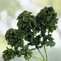 Kale Seeds 500 Count Dwarf Siberian Heirloom Non-GMO Healthy Greens Brassica oleracea
