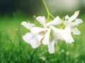 5 Seeds Trachelospermum jasminoides Star Jasmine Madison Evergreen Vine