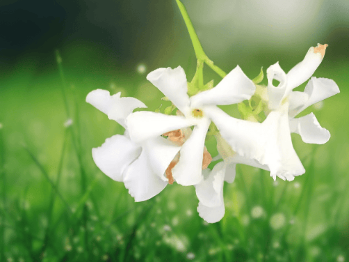 5 Seeds Trachelospermum jasminoides Star Jasmine Madison Evergreen Vine
