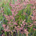 Sheep Sorrel Seeds Packet 100 - Edible Perennial Herb Rumex acetosella Fast-Growing Nutrient-Rich Plant