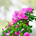 Pink Climbing Rose Seeds - 20 Pack - Cascading Blooms for Trellises, Arches & Fences - Rosa spp.