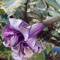 Mixed Angel Trumpet Seeds (50+) - White and Purple Varieties - Brugmansia spp. Outdoor/Indoor Plant