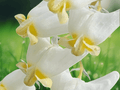 3 Dutchman Breeches Bare Root Dicentra cucullaria Native Woodland Perennial