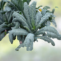 Black of Tuscany Kale Seeds, Heirloom Italian Variety, Organic Non-GMO Brassica oleracea var. sabellica for Gardening