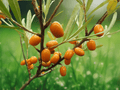 50 Seeds Sea Buckthorn Seaberry Hippophae rhamnoides Hardy Shrub