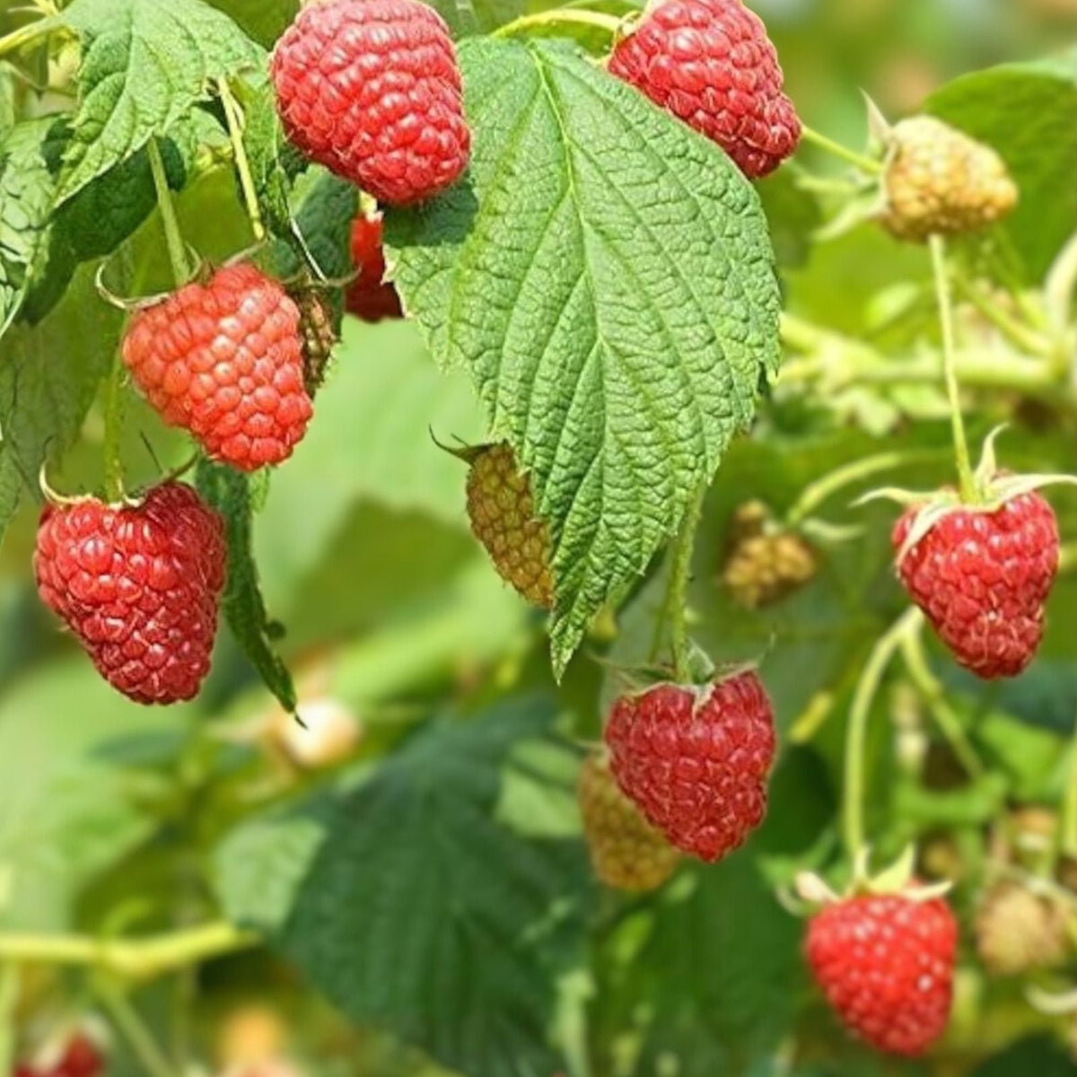 Red Raspberry Seeds 200 Count – Delicious Rubus idaeus Variety – Non-GMO, Heirloom, Organic, Made in USA, Ships from Iowa