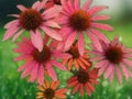 50 Pink Orange Coneflower Seeds Echinacea Purpurea Perennial Flower Bicolor Blooms Hardy Pollinator Attractor Easy Grow Drought Tolerant