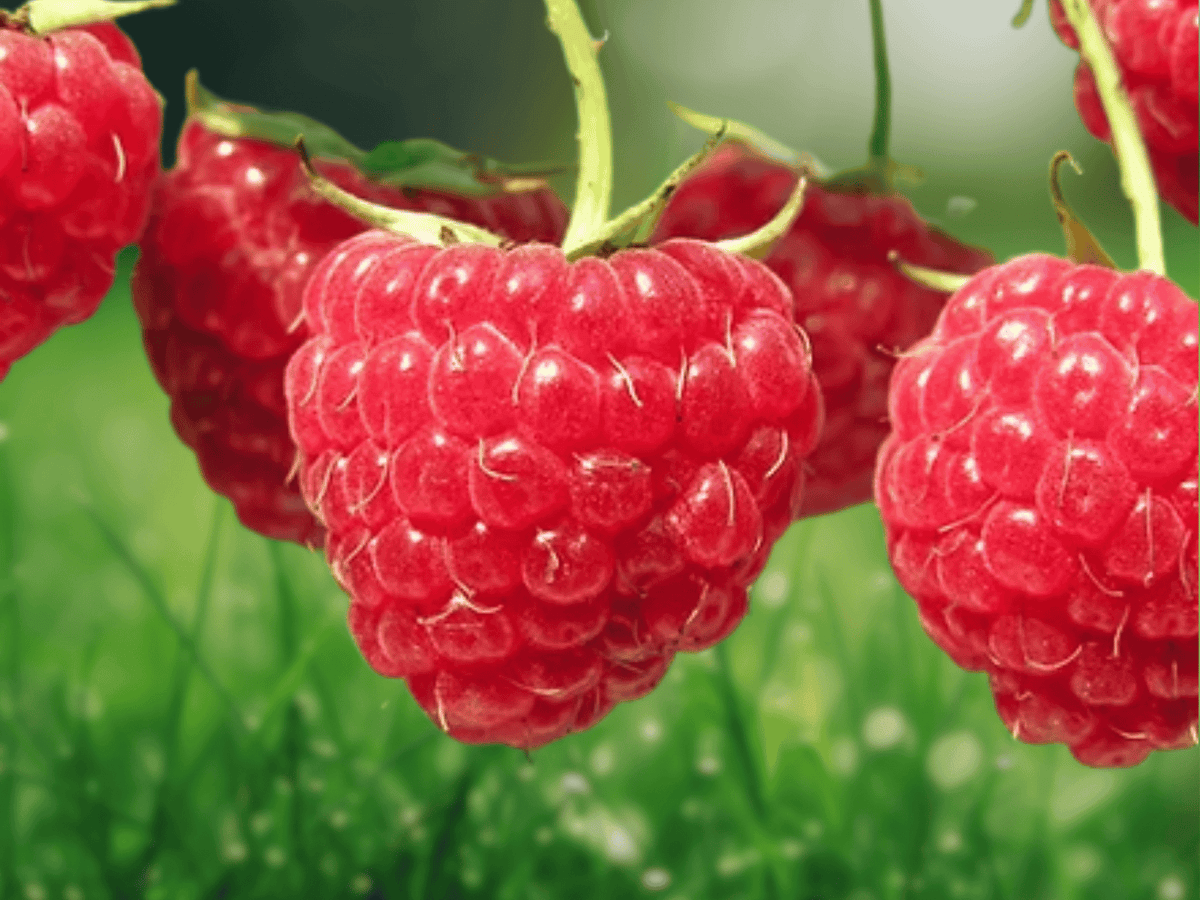 1 Dorman Red Raspberry Starter Plug Rubus idaeus Live Plant