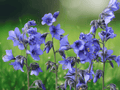5 Seeds Purple Rain Jacobs Ladder Polemonium yezoense Hardy Perennial