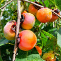 American Persimmon Seeds for Planting Outdoors | Non-GMO Heirloom Fruit Seeds | Diospyros virginiana