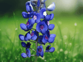 10 Seeds Lupinus texensis Texas Bluebonnet Wildflower