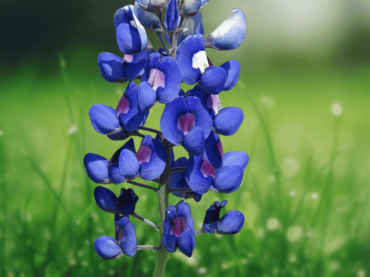 10 Seeds Lupinus texensis Texas Bluebonnet Wildflower