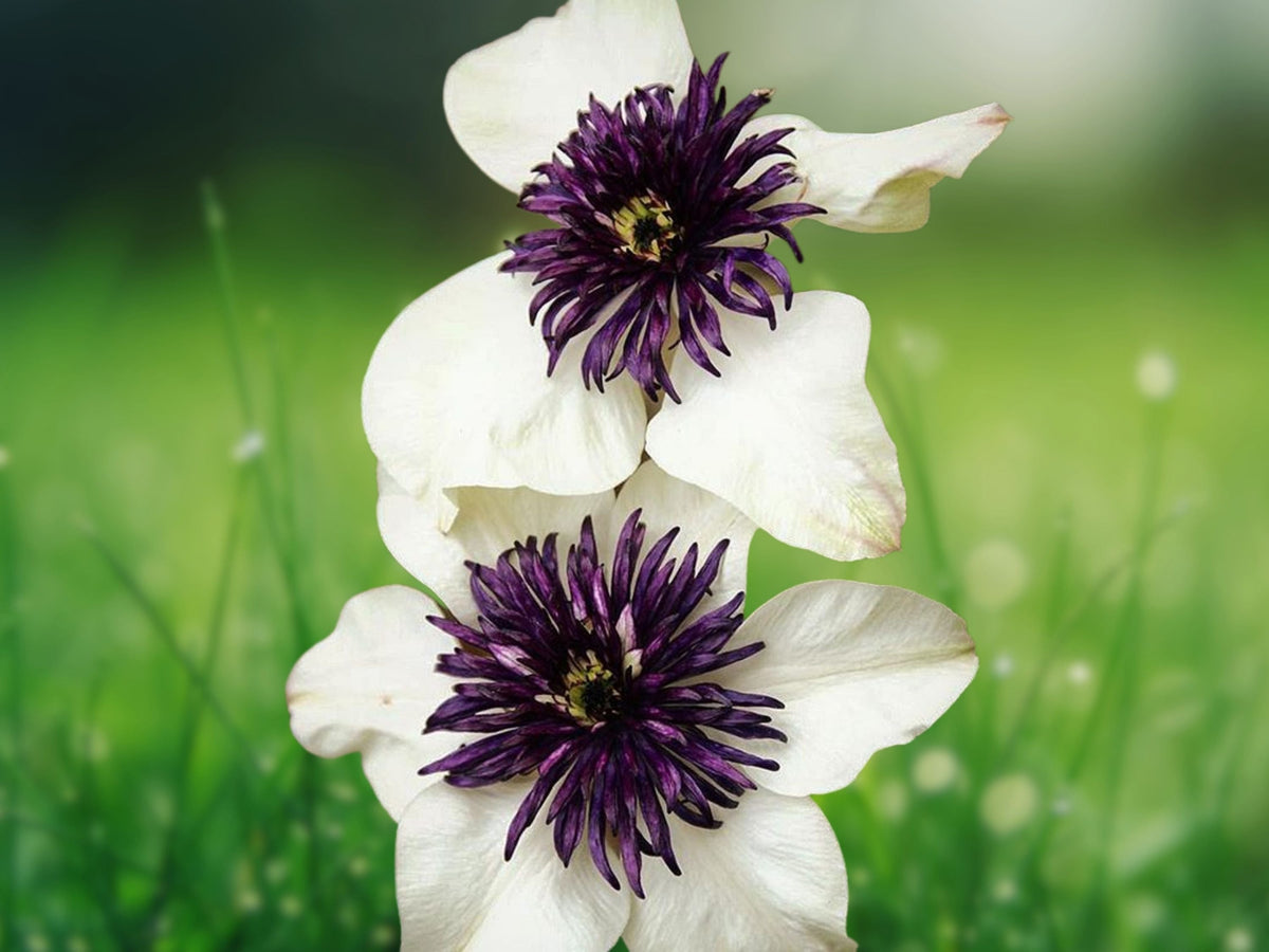 25 Seeds Clematis Climbing Vine White Purple Bi-Color Perennial Flower Trellis Fence Patio Garden