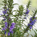 Moldavian Dragon's Head Seeds - 50+ Showy Herbal Seeds - Dracocephalum moldavica