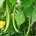 Blue Lake Bush Green Bean Seeds – 20 Heirloom Seeds for Home Gardening – Phaseolus vulgaris