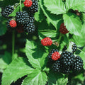 Black Hawk Raspberry Plant - 1-2 Yr Old Hardy Fruit - Rubus occidentalis - Self-Pollinating, Cold Hardy, High Yield