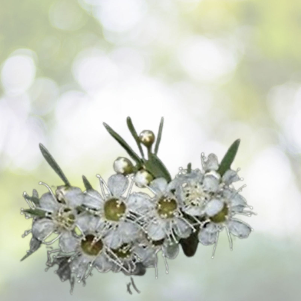 White Kanuka Tea Tree Seeds - 100+ Seeds - Kunzea ericoides - Free Shipping