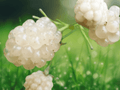 5 Live Plant Snowbank Blackberry Rubus Starter Plug