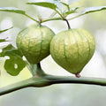 Tomatillo Seeds | Heirloom Grande Rio Verde | NON-GMO Fresh Garden Seeds | Physalis ixocarpa