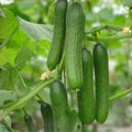 Cucumber Seeds 500 Count Heirloom Non-GMO Marketer Variety Cucumis sativus for Home Garden