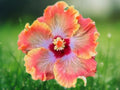 20 Seeds Orange Red Hibiscus Tropical Perennial Bicolor Blooms Attract Butterflies Easy Grow