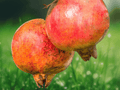 3 Plant Plugs Salavatski Pomegranate Punica granatum Starter Plugs