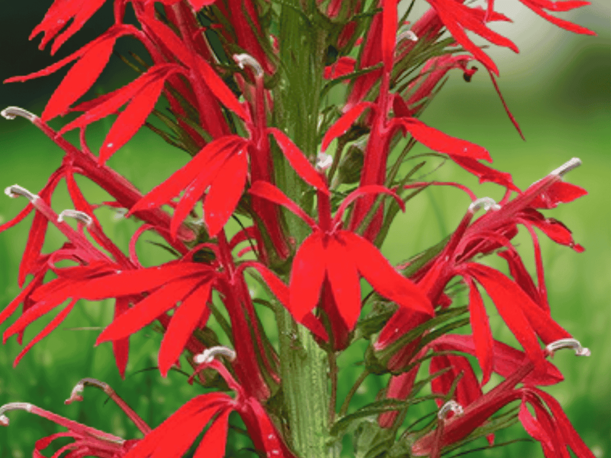 10 Cardinal Flower Live Plants Lobelia cardinalis Red Hummingbird Wildflower Perennial Wetland
