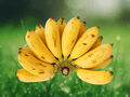1 Live Plant Manzano Apple Banana Tropical Fruit Tree for Containers Patios Home Orchards