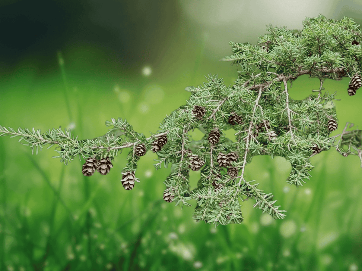 5 Seeds Tsuga heterophylla Western Hemlock Evergreen Conifer Tree