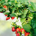 Extra Large Sweet Strawberry Plants - 5 Roots + 1 Free - Fragaria × ananassa