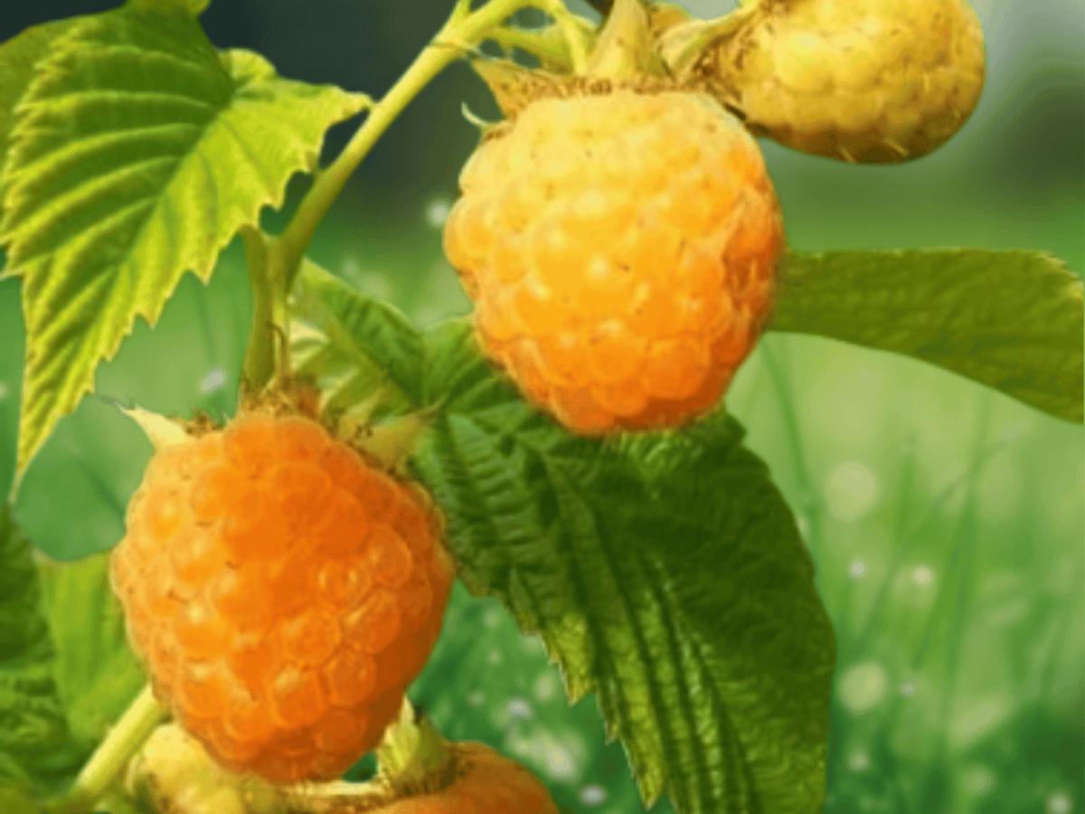 10 Live Plant Fall Gold Raspberry Rubus idaeus Starter Plug