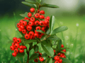 5 Seeds Pyracantha coccinea Firethorn Evergreen Shrub Seeds