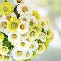 Zinnia Seeds Mix - 100 Snow White & Rare Green - Colorful Flower Garden - Zinnia elegans