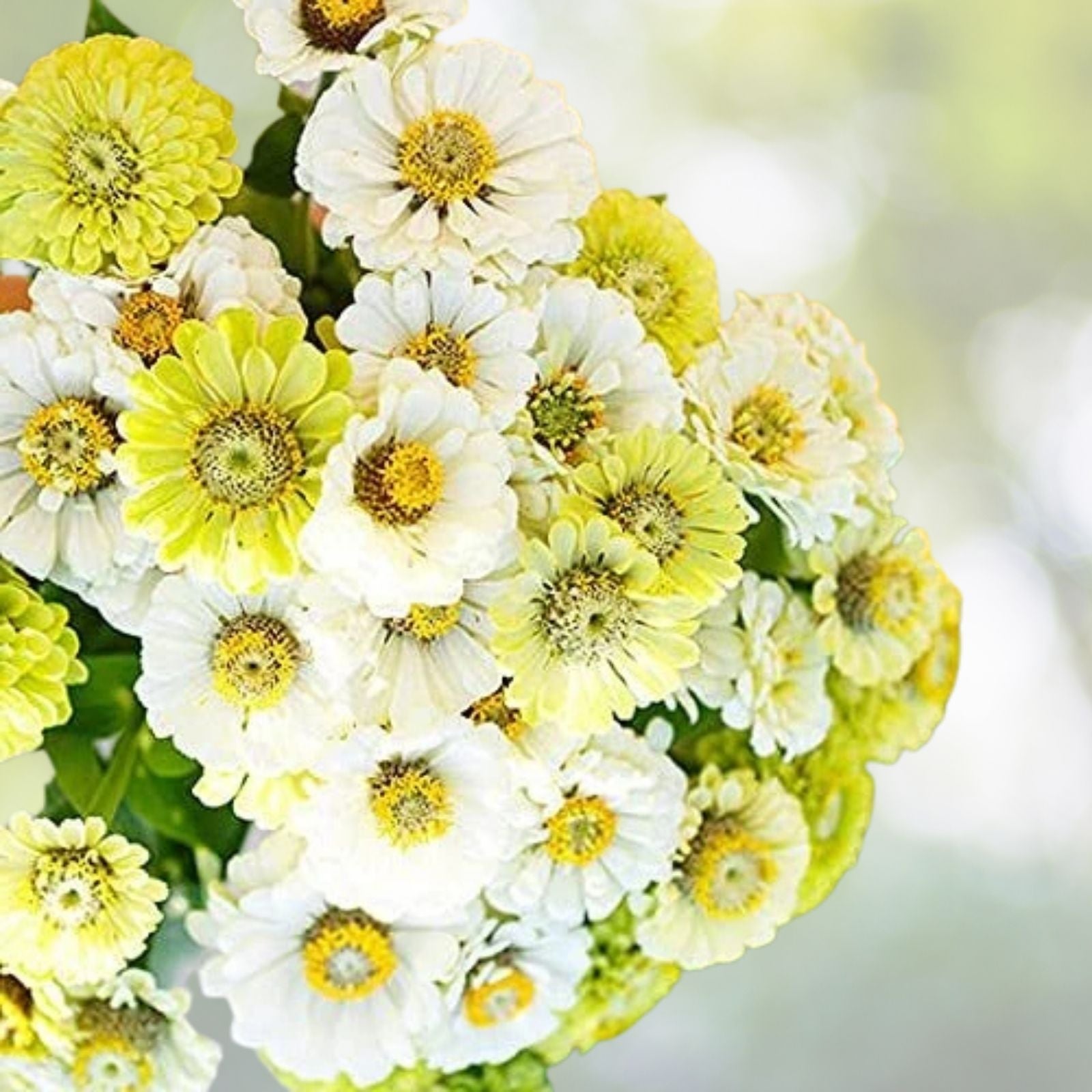 Zinnia Seeds Mix - 100 Snow White & Rare Green - Colorful Flower Garden - Zinnia elegans