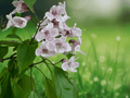 10 Seeds Asian Catalpa Catalpa bungei Ornamental Shade Tree