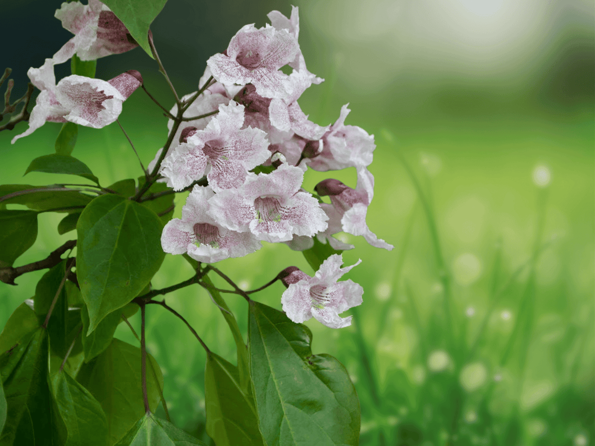 10 Seeds Asian Catalpa Catalpa bungei Ornamental Shade Tree