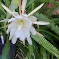 Epiphyllum Cuttings - Young Nun Orchid Cactus - Don's Cuttings - September 1 - Succulent Plant Propagation