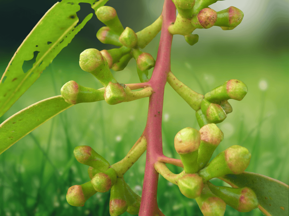 10 Seeds – Eucalyptus botryoides Southern Mahogany Tree Hardy Fast Growing