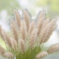 Miscanthus Japanese Silvergrass Seeds - 30 Organic Seeds - Ornamental Grass - Miscanthus sinensis - USA Grown, Free Shipping