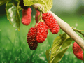 1 Live Plant Red Mulberry Tree Morus rubra Bare Root Seedling 12 Inch Tall