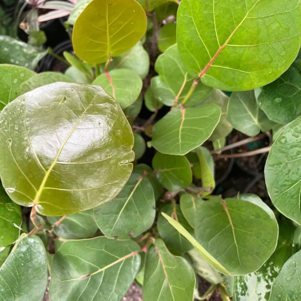 Sea Grape Live Plant - Large Bush - Coccoloba uvifera - Tropical Ornamental Tree for Coastal Landscaping & Edible Fruit